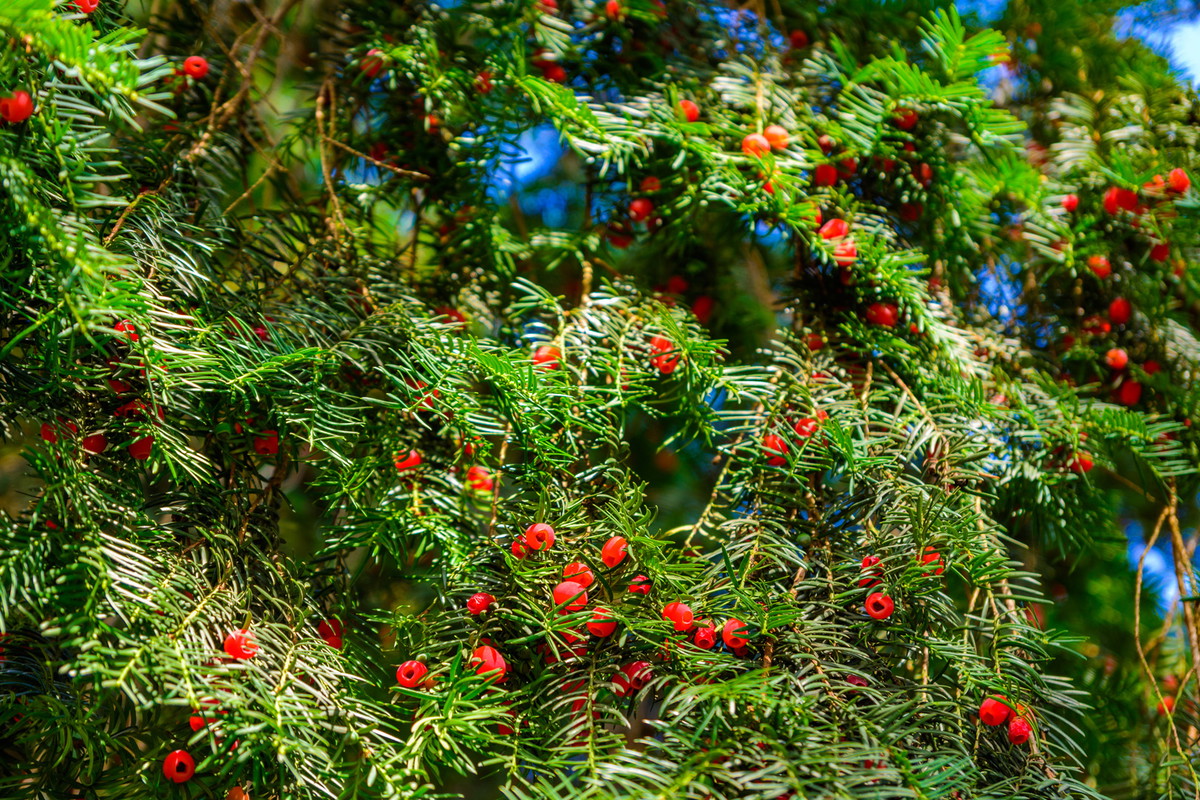Cis Taxus (zdj.: Adobe Stock)