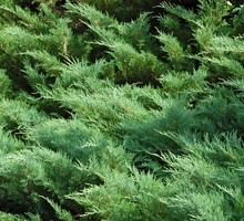 Cyprysik Chamaecyparis (zdj.: Adobe Stock)