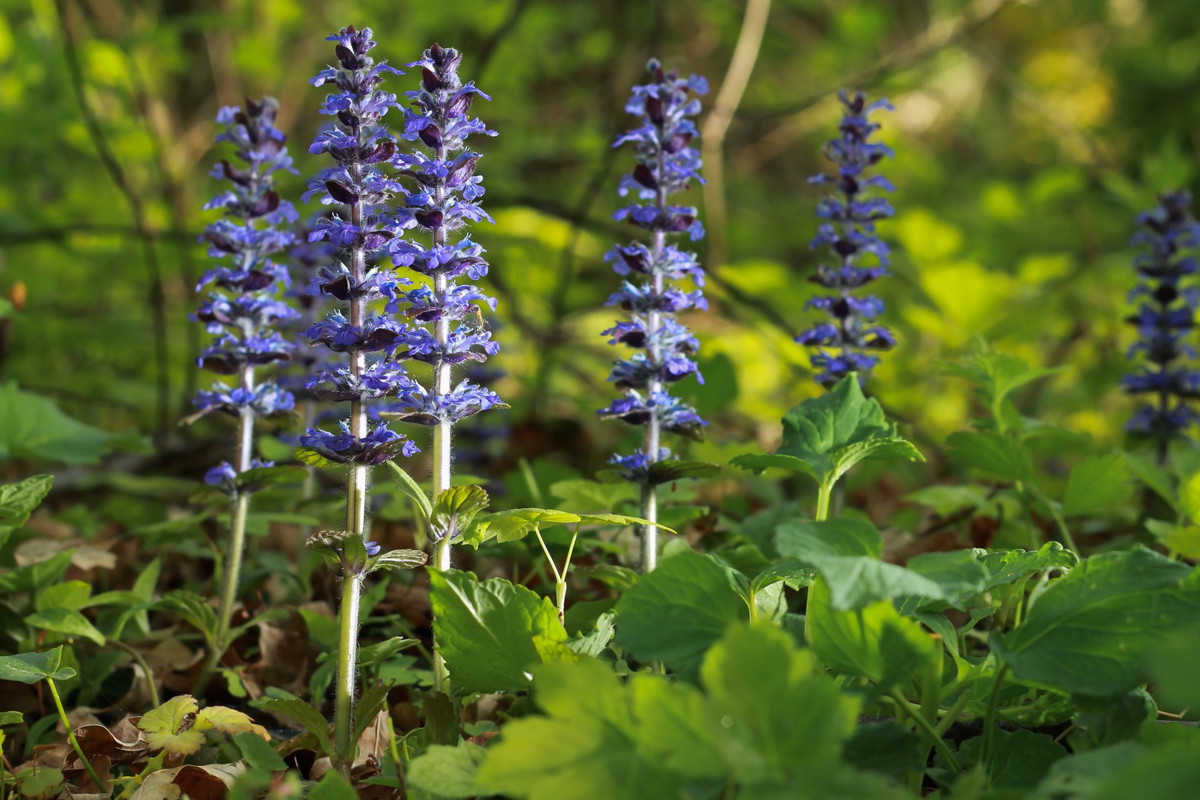 Dąbrówka rozłogowa Ajuga reptans