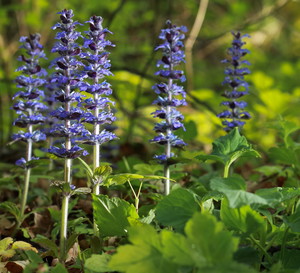Dąbrówka rozłogowa Ajuga reptans