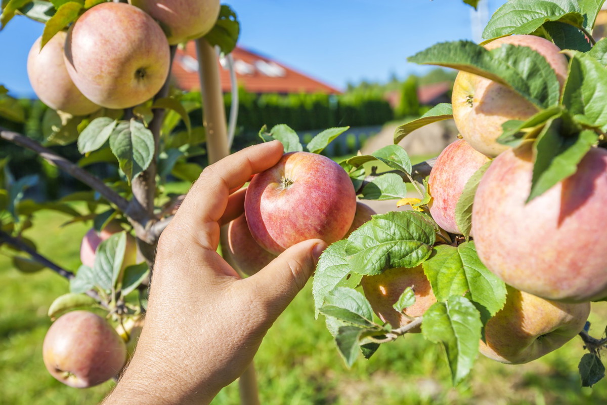 Drzewo musi być nie tylko dobrane do warunków panujących w sadzie, najważniejsze by obradzało w owoce, których smak najbardziej nam odpowiada. (zdj.: Adobe Stock)