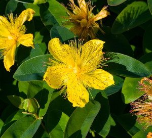 Dziurawiec kielichowaty Hypericum calycinum