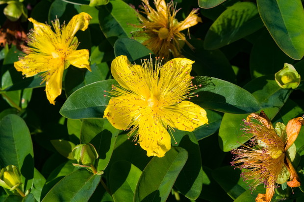 Dziurawiec kielichowaty Hypericum calycinum