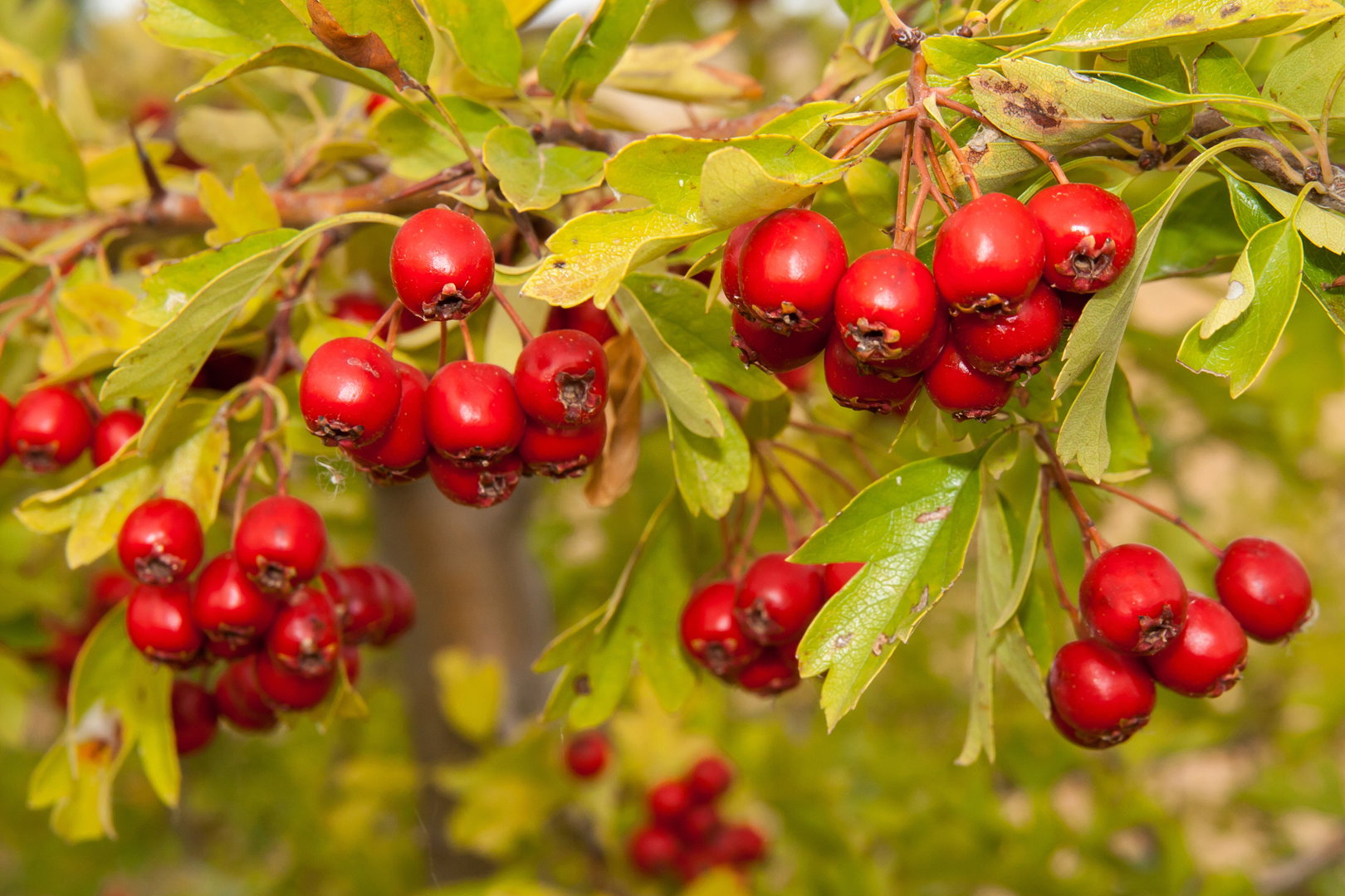 Głóg Crataegus (zdj.: Adobe Stock)