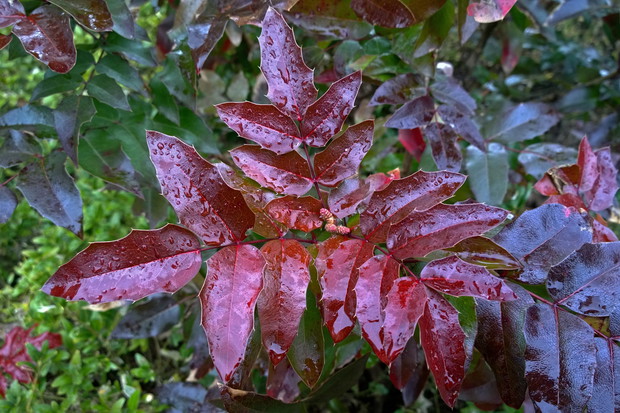 Głogownik Photinia (zdj.: Adobe Stock)