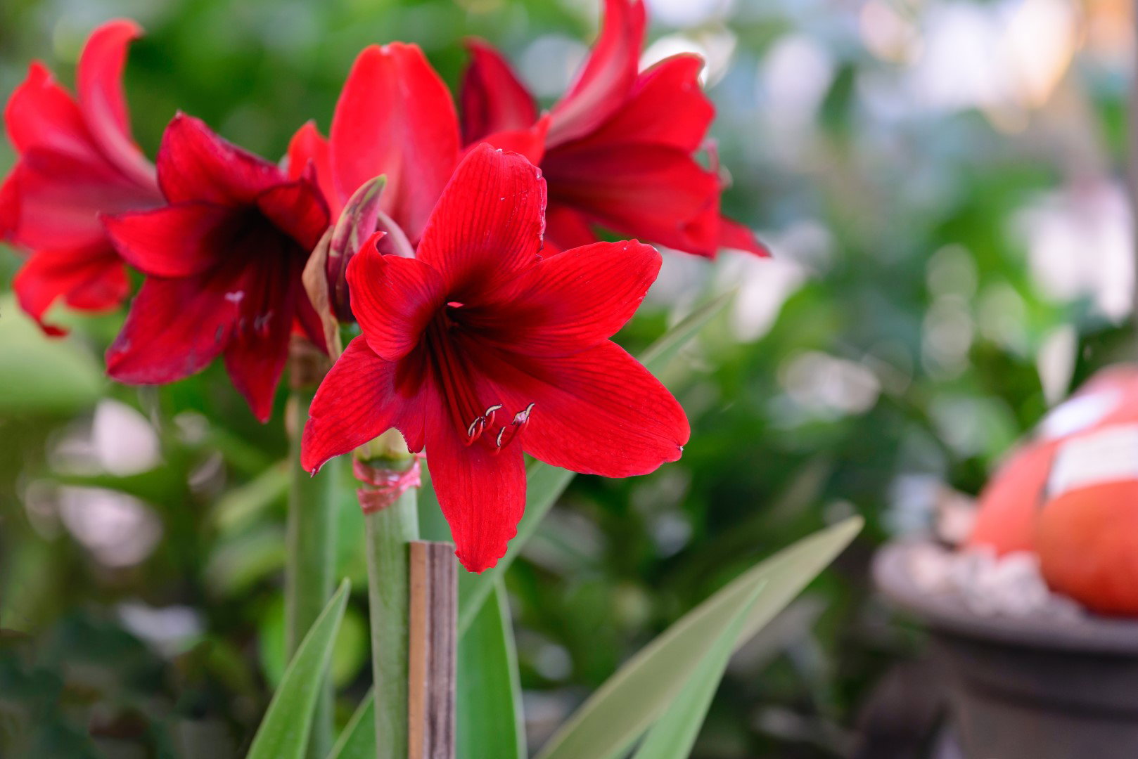 Hippeastrum swoją popularność zawdzięcza przede wszystkim obfitemu kwitnieniu, przypadającego na zimę lub wczesną wiosnę. (zdj.: Adobe Stock)