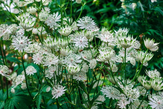 jarzmianka większa astrantia major