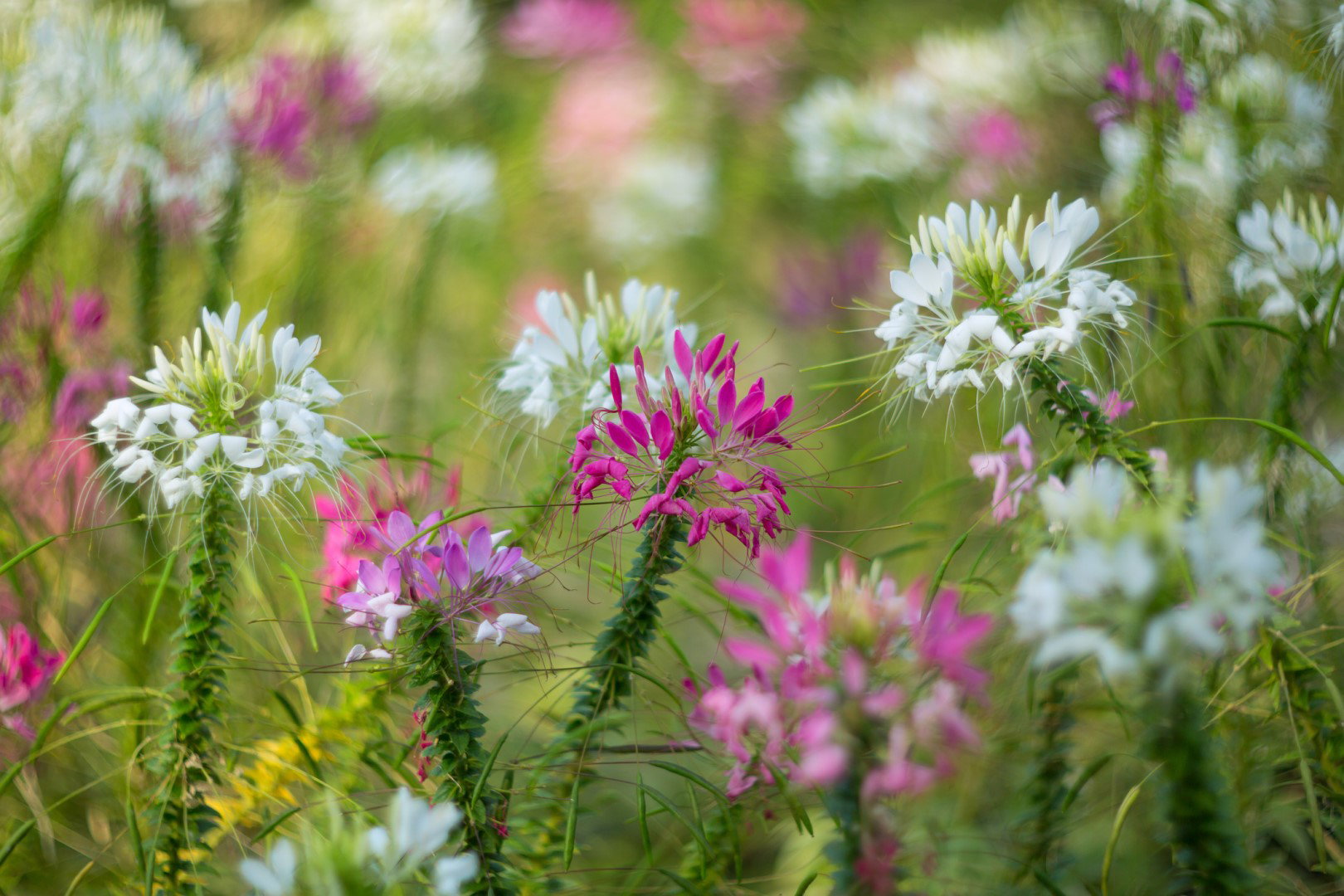 Kleome ciernista Cleome hassleriana (zdj.: Adobe Stock)