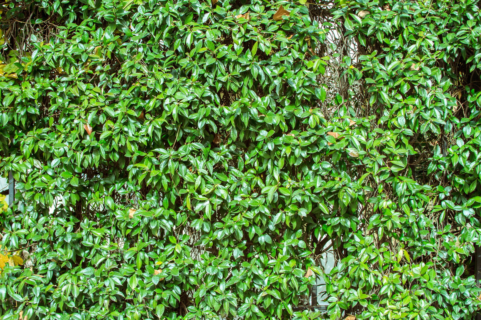 Lugustr Ligustrum (zdj.: Adobe Stock)