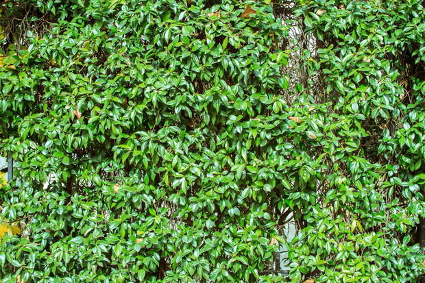 Lugustr Ligustrum (zdj.: Adobe Stock)