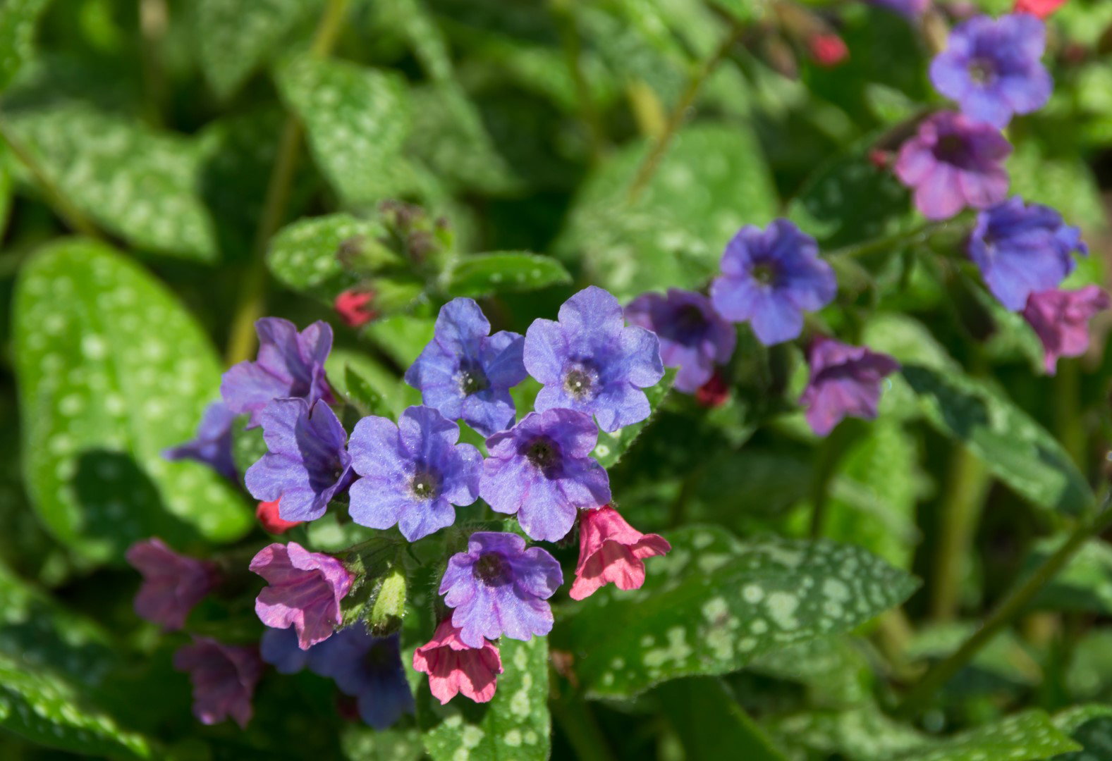Miodunka Pulmonaria