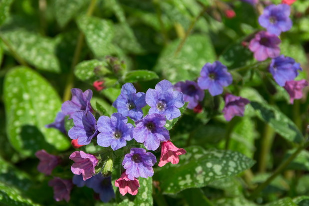 Miodunka Pulmonaria