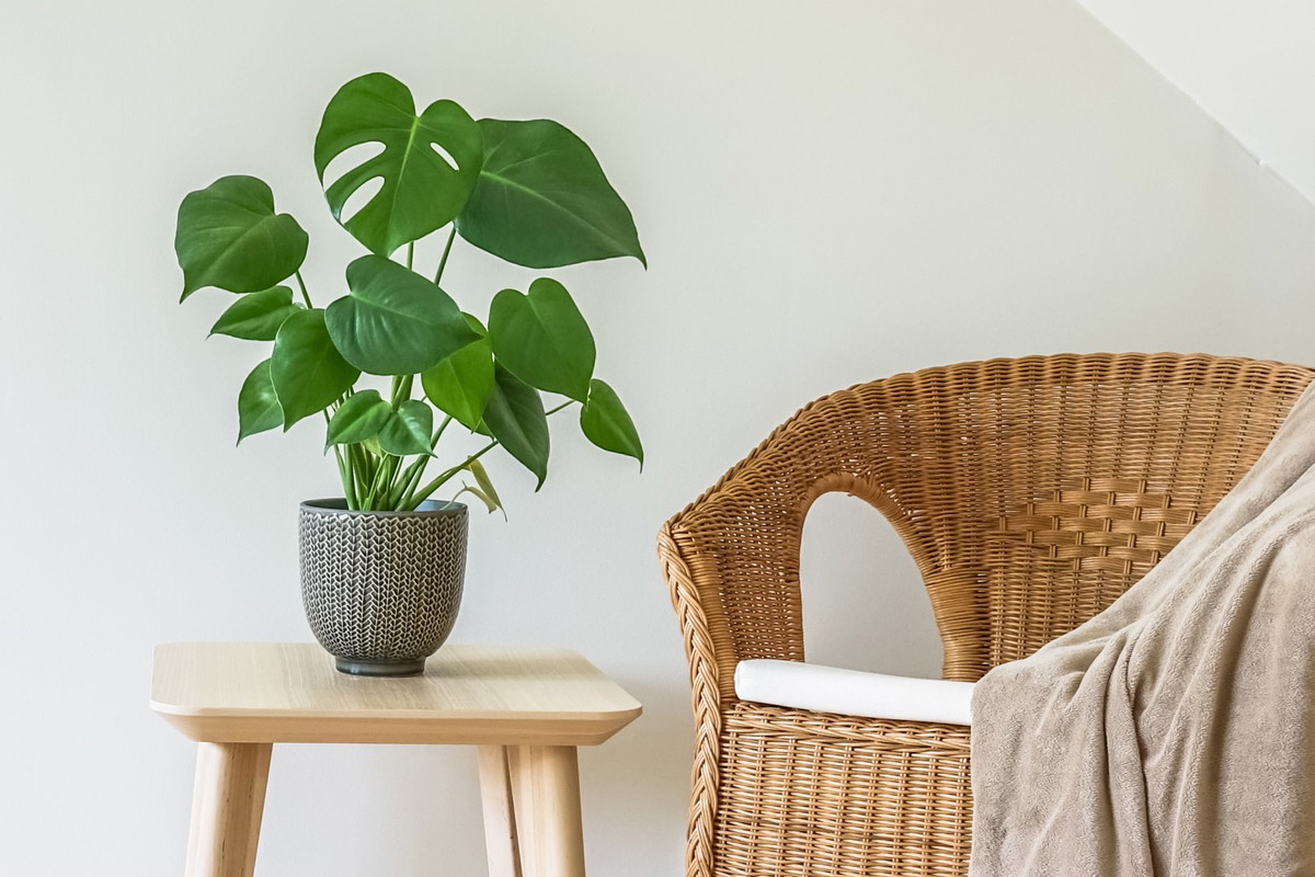 monstera monstera deliciosa