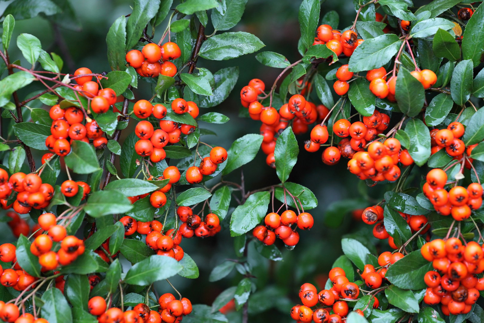 Ognik szkarłatny Pyracantha coccinea (zdj.: Adobe Stock)