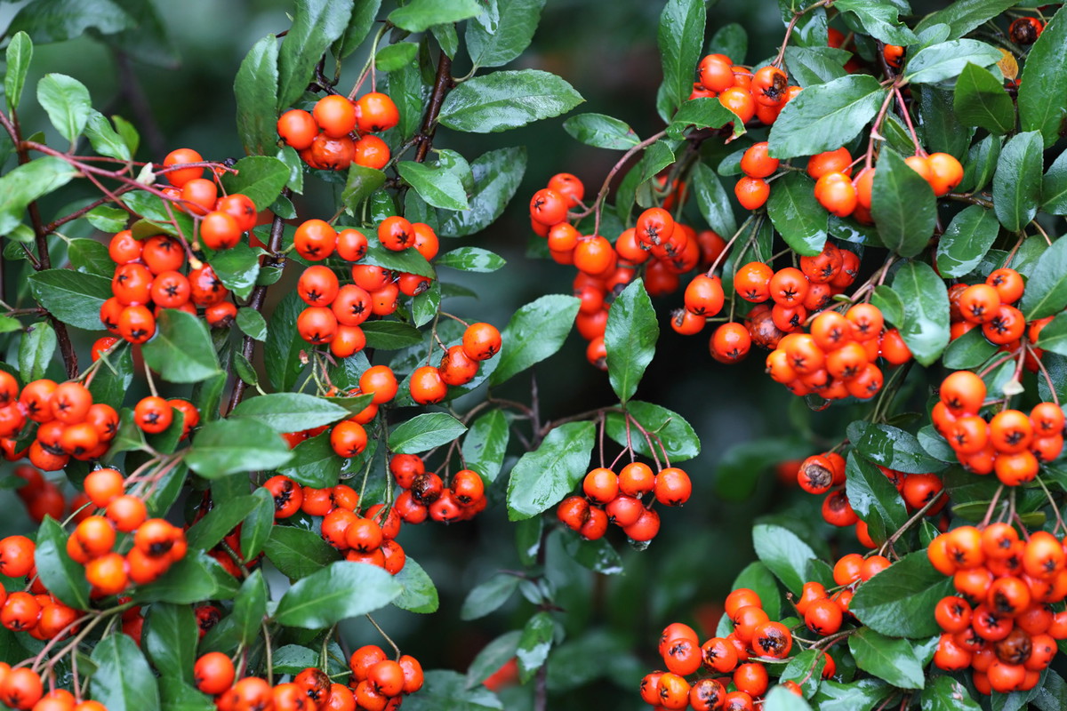 Ognik szkarłatny Pyracantha coccinea (zdj.: Adobe Stock)