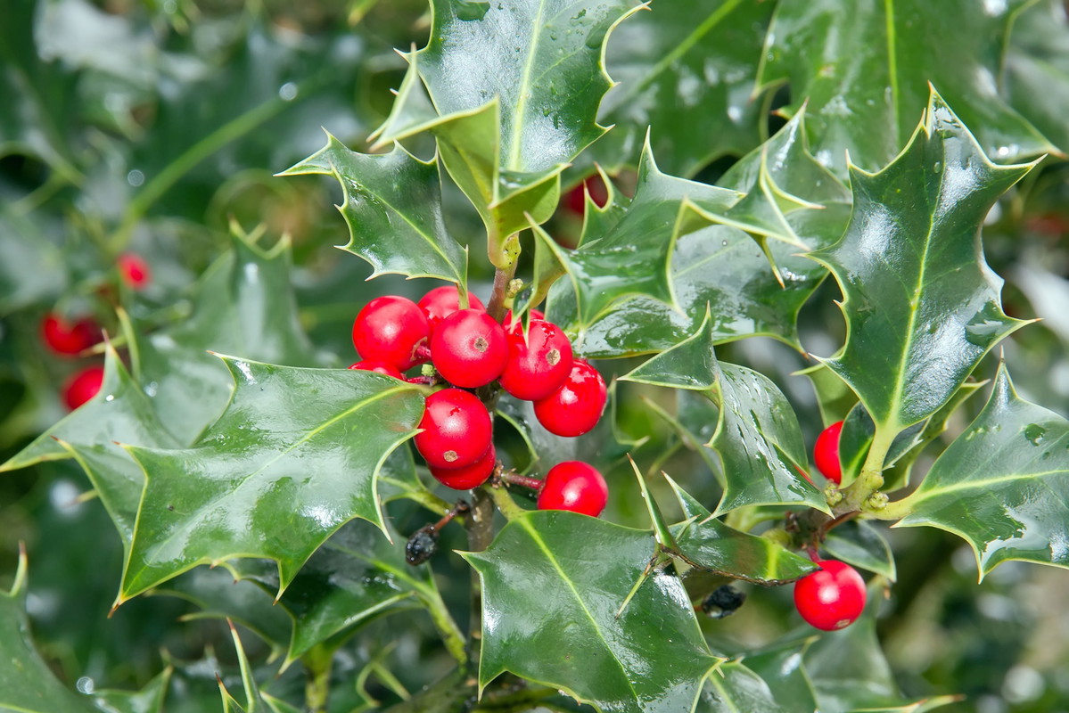 Ostrokrzew Ilex (zdj.: Adobe Stock)