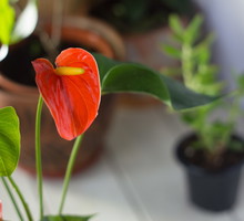 pielęgnacja anturium.jpeg