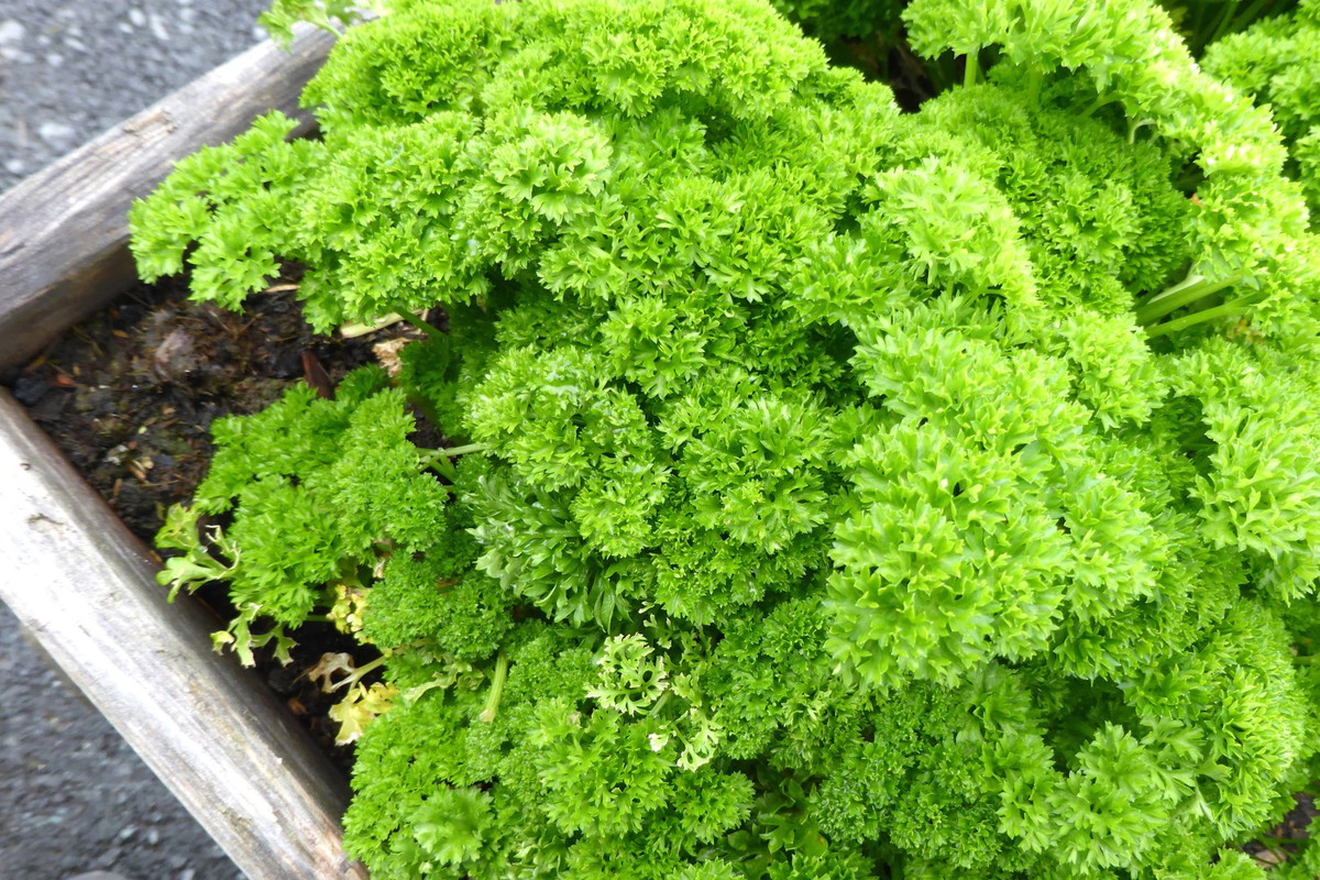 pietruszka naciowa petroselinum crispum 69868833.jpeg