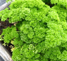 pietruszka naciowa petroselinum crispum 69868833.jpeg