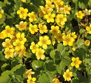 Pragnia syberyjska Waldsteinia ternata