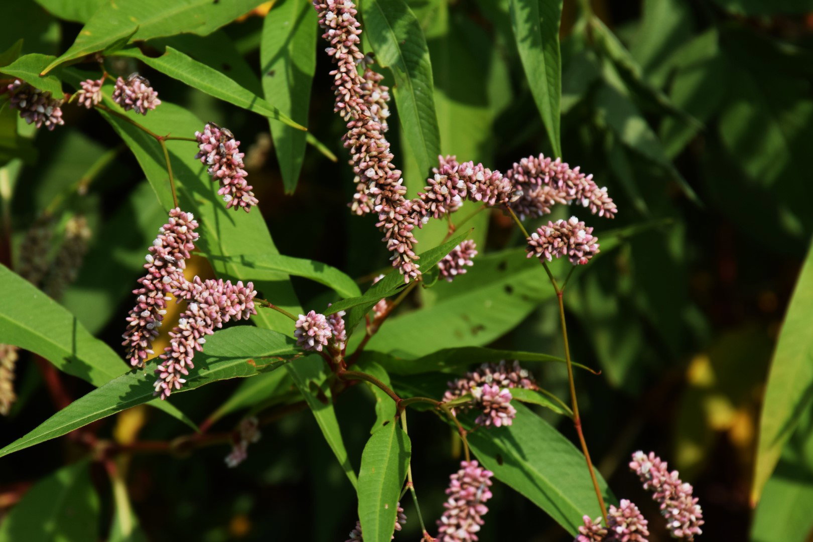 Rdest Polygonum