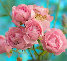 Róża drobnokrzaczasta Rosa ‘the fairy’