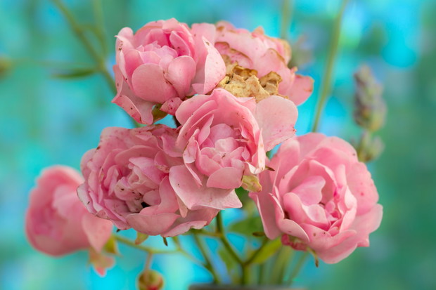 Róża drobnokrzaczasta Rosa ‘the fairy’