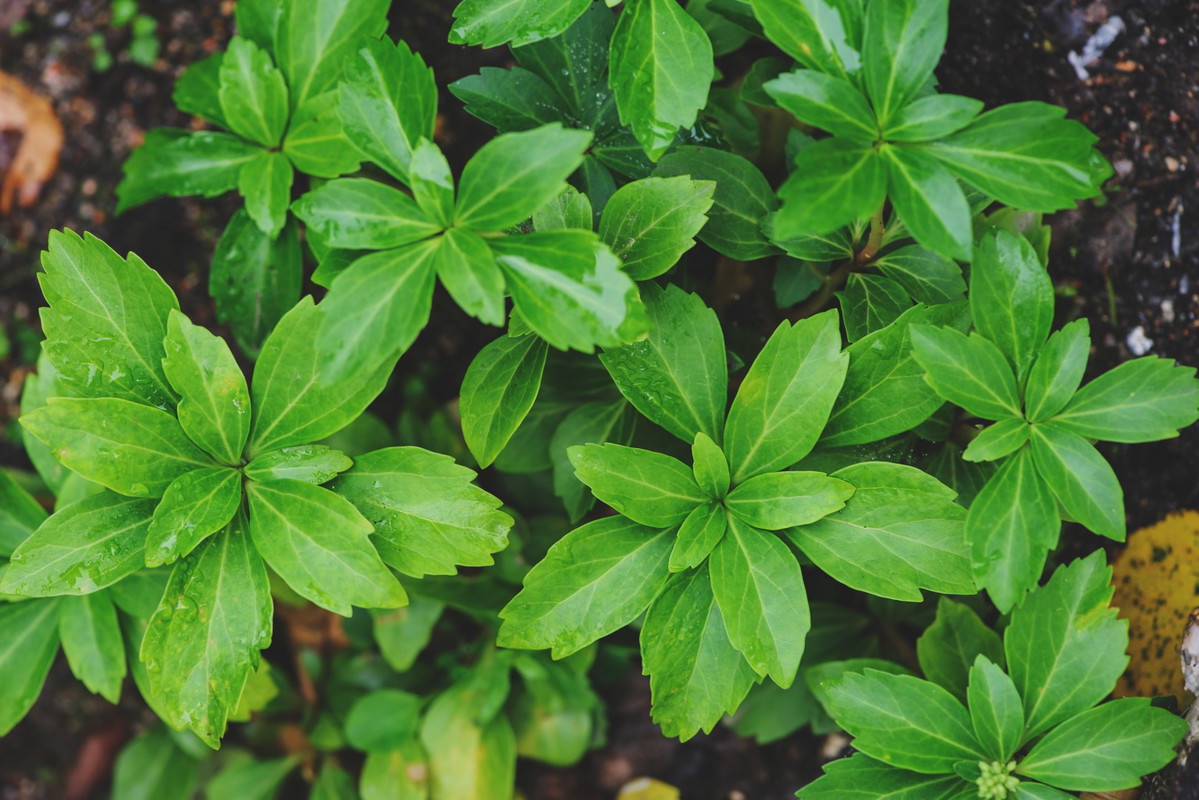 Runianka japońska Pachysandra terminalis