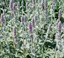Runianka japońska Pachysandra terminalis