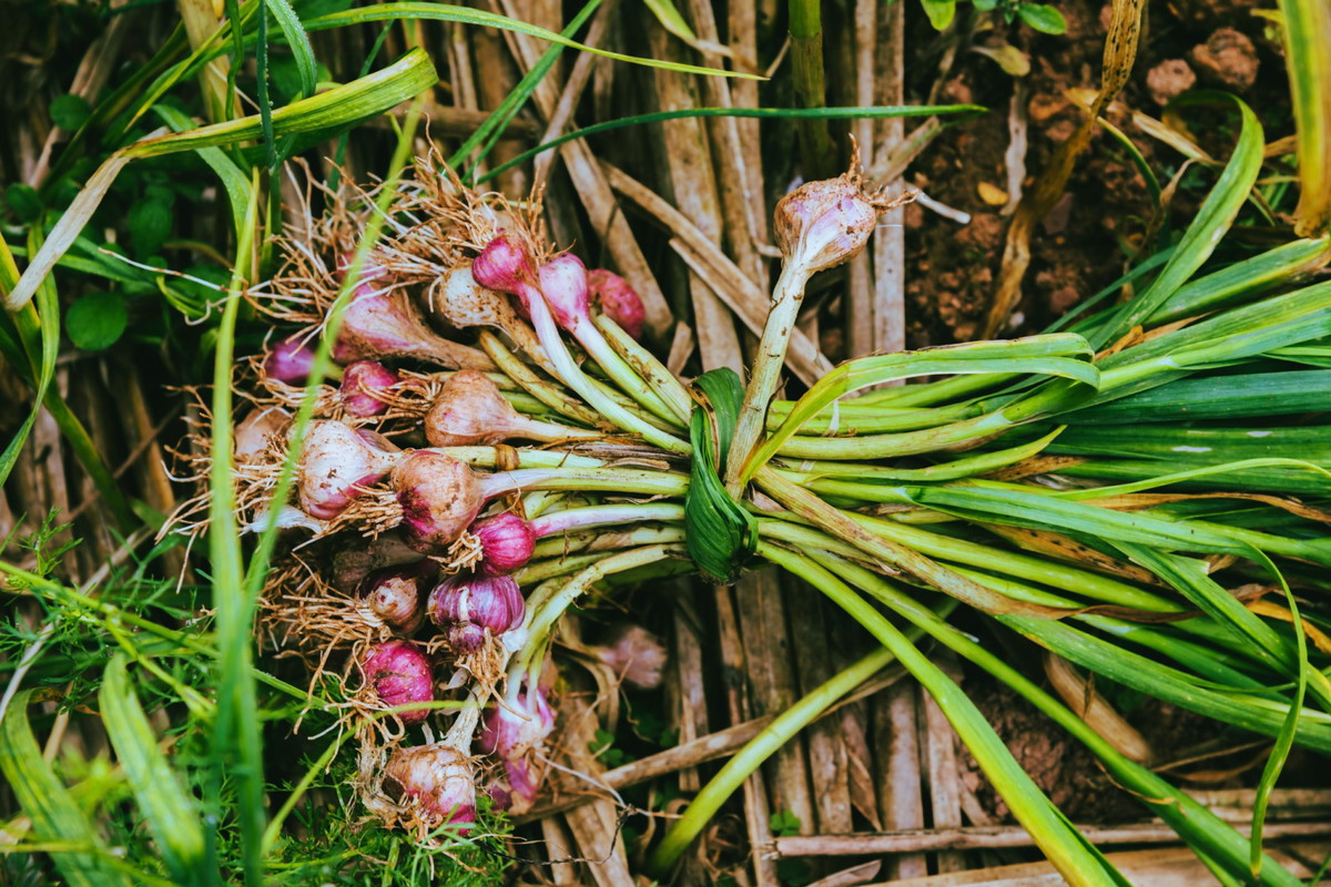 Szalotkę wysiewamy w kwietniu, choć możemy ją również wyhodować z cebulek. (zdj.: iStock)