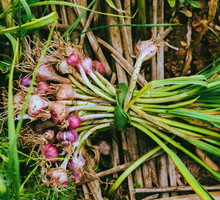 Szalotkę wysiewamy w kwietniu, choć możemy ją również wyhodować z cebulek. (zdj.: iStock)