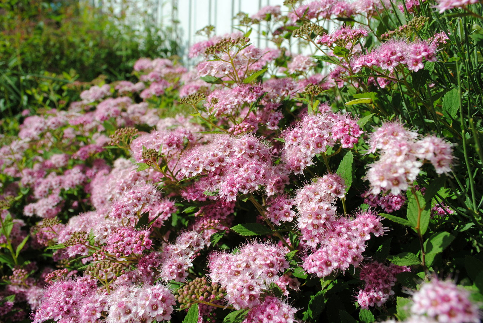 Tawuła japońska Spiraea japonica (zdj.: Adobe Stock)