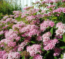 Tawuła japońska Spiraea japonica (zdj.: Adobe Stock)