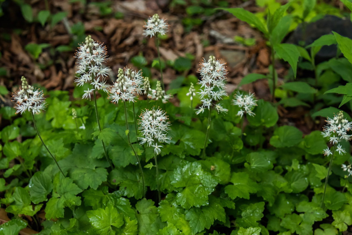 Tiarella sercolistna Tiarella cordifolia