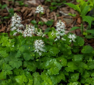 Tiarella sercolistna Tiarella cordifolia
