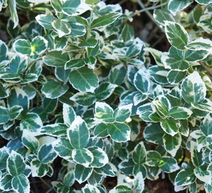 Trzmielina Fortune'a Euonymus fortunei