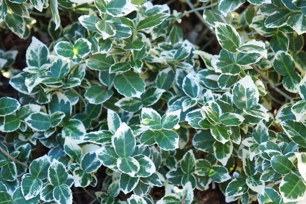 Trzmielina Fortune'a Euonymus fortunei