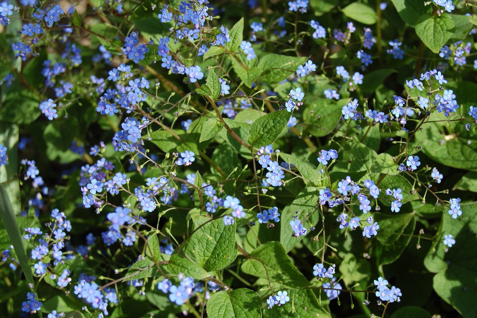 Ułudka wiosenna Omphalodes verna