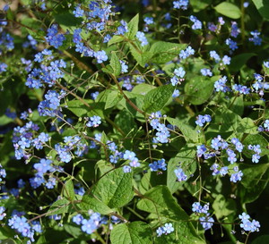 Ułudka wiosenna Omphalodes verna
