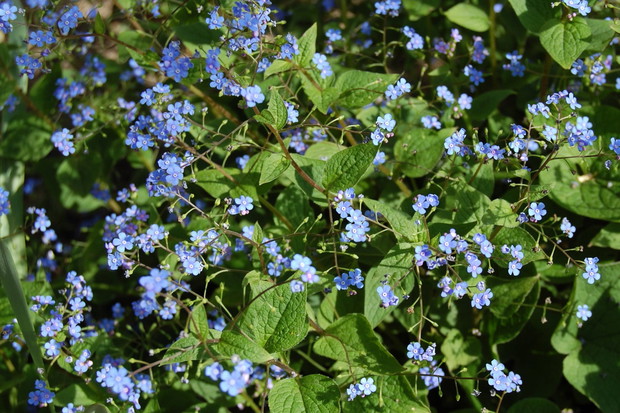 Ułudka wiosenna Omphalodes verna