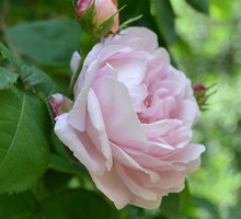 W Ogrodzie Botanicznym PAN w Powsinie można podziwiać m.in. kolekcję róż