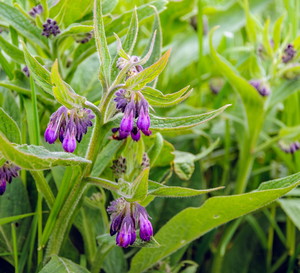 Żywokost lekarski Symphytum officinale