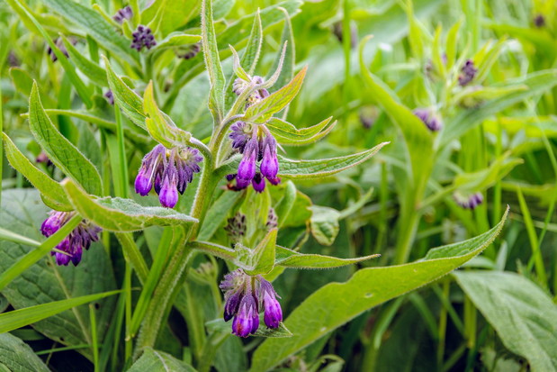 Żywokost lekarski Symphytum officinale