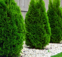 Żywotnik Thuja (zdj.: Adobe Stock)