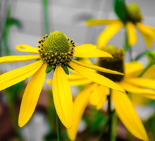 lodyga-rudbekii-nagiej-rudbeckia-laciniata-wraz-z-kwiatami-osiaga-do-200-centymetrow-wysokosci-zdj-fotolia-com.jpeg