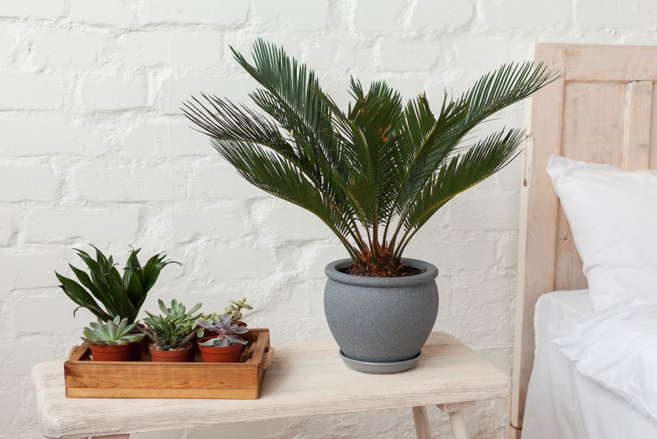 do-sypialni-nadaja-sie-przede-wszystkim-rosliny-wytwarzajace-noca-tlen-te-bowiem-najskuteczniej-dotleniaja-i-nawilzaja-powietrze-noca-zdj-shutterstock-com.jpeg