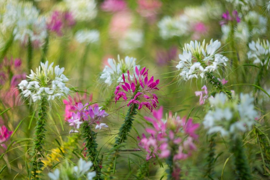kleome-ciernista-cleome-hassleriana-zdj-adobe-stock.jpeg