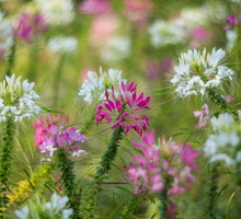 kleome-ciernista-cleome-hassleriana-zdj-adobe-stock.jpeg
