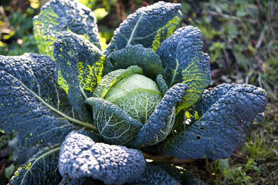 kapusty-sa-dosc-odporne-na-mroz-ich-zbior-nalezy-jednak-wykonac-przed-utrzymujacymi-sie-przymrozkami-zdj-adobe-stock.jpeg