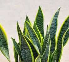 rozmnazamy-sansewierie.jpeg